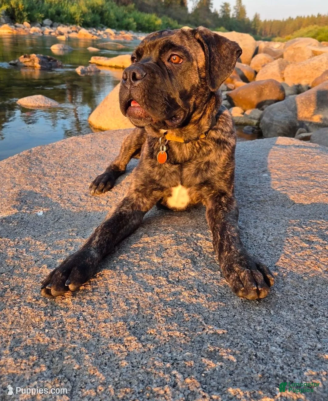 Bullmastiff dogs for sale: Tzurit  - Ad 2