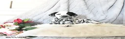 Dalmatian dogs for sale: Cinderella - Ad 4