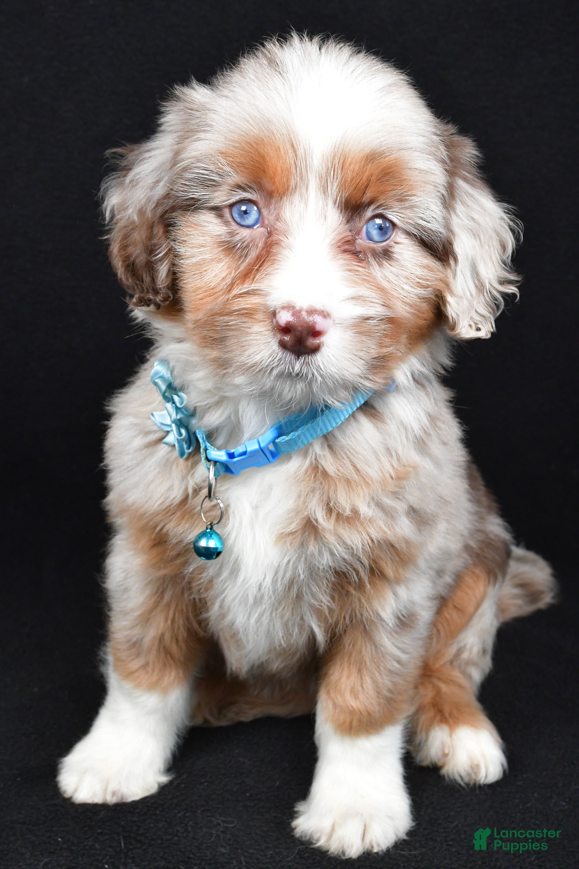 Mini Aussiedoodle dogs Shirley - Ad 1