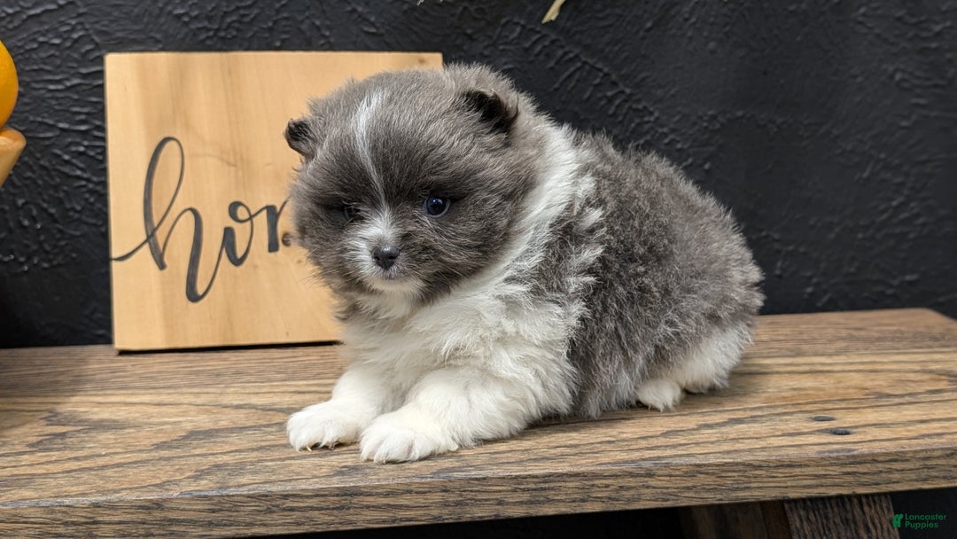 Pomeranian dogs for sale: Yoda - Ad 10