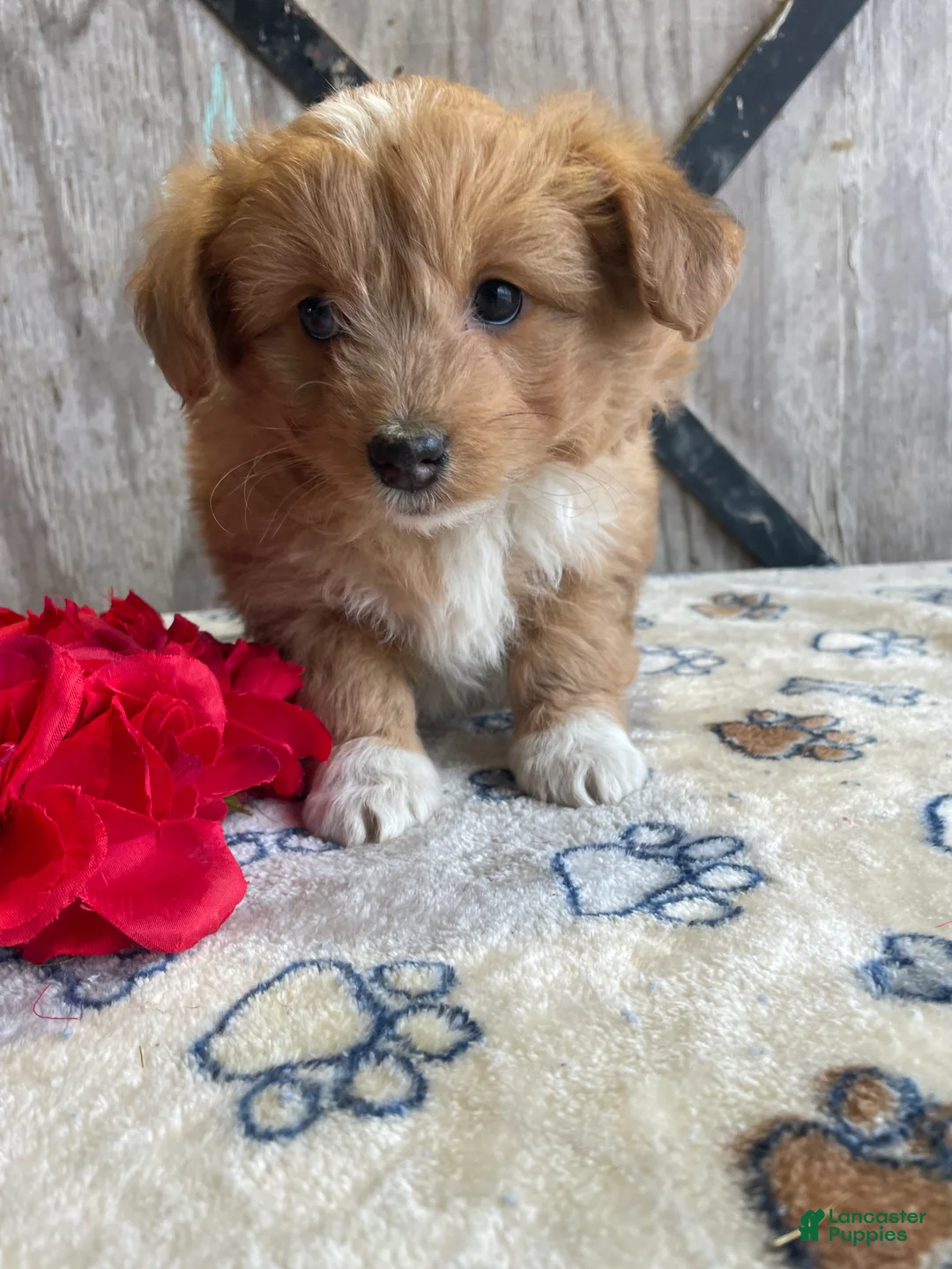 Corgipoo dogs for sale: Tori - Ad 4