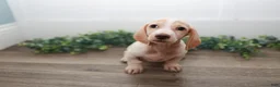 Miniature Dachshund dogs for sale: Mater - Ad 4