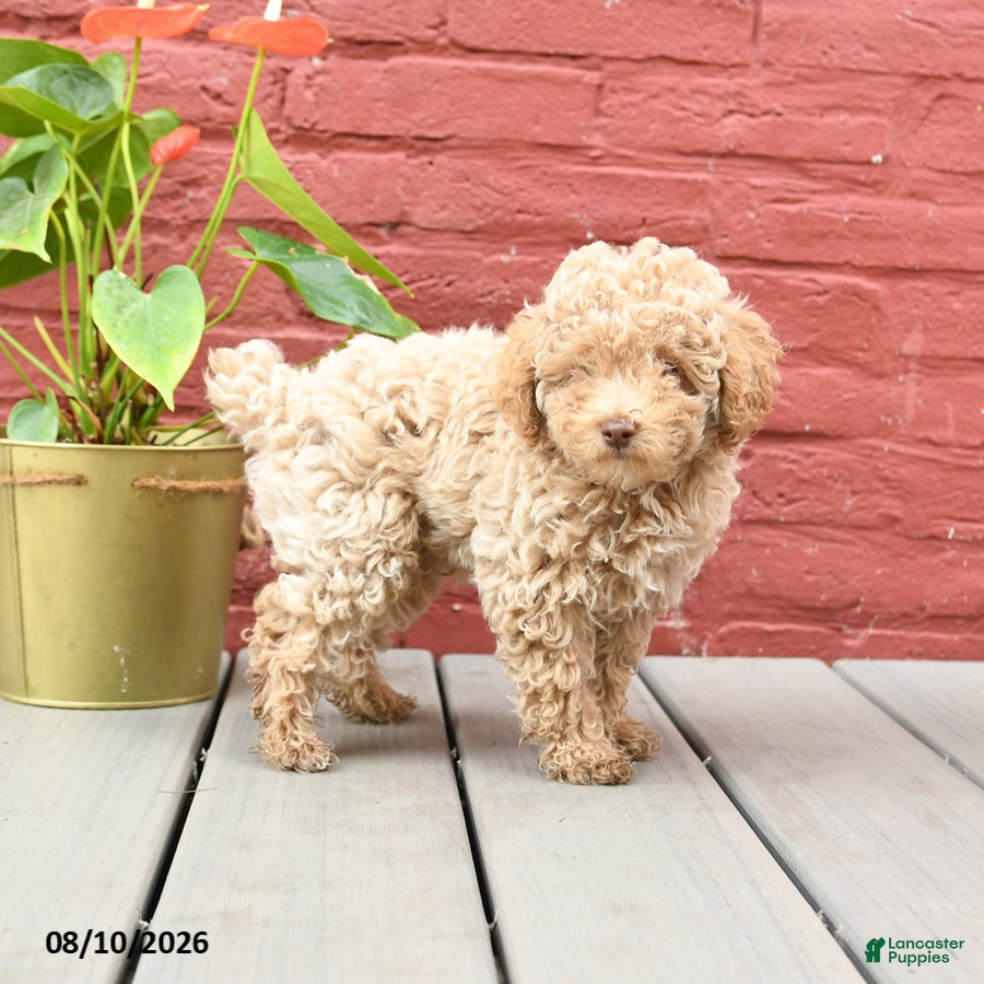 Toy Poodle dogs Jimmy - Ad 2