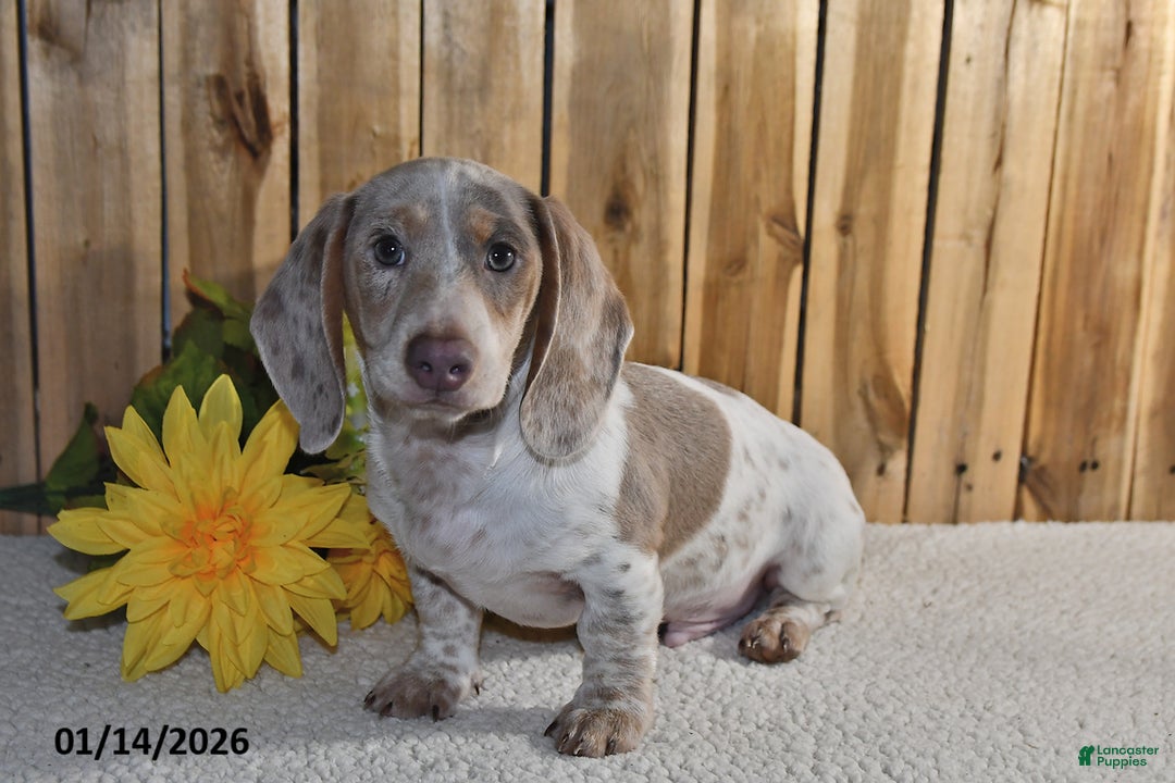 Miniature Dachshund dogs for sale: Victor - Ad 3