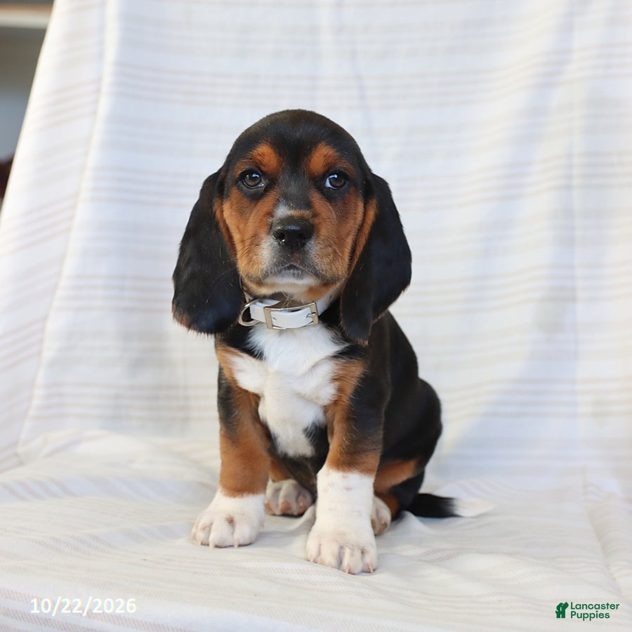 Beagle dogs for sale: Ace - Ad 4