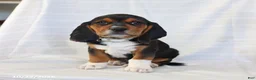 Beagle dogs for sale: Ace - Ad 1
