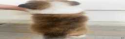Shetland Sheepdog dogs for sale: Sylvan  - Ad 11
