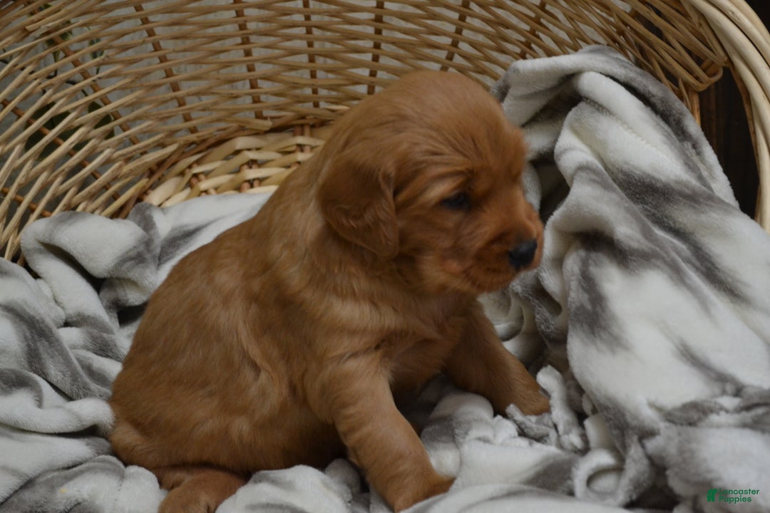 Golden Retriever dogs for sale: Bambi - Ad 23