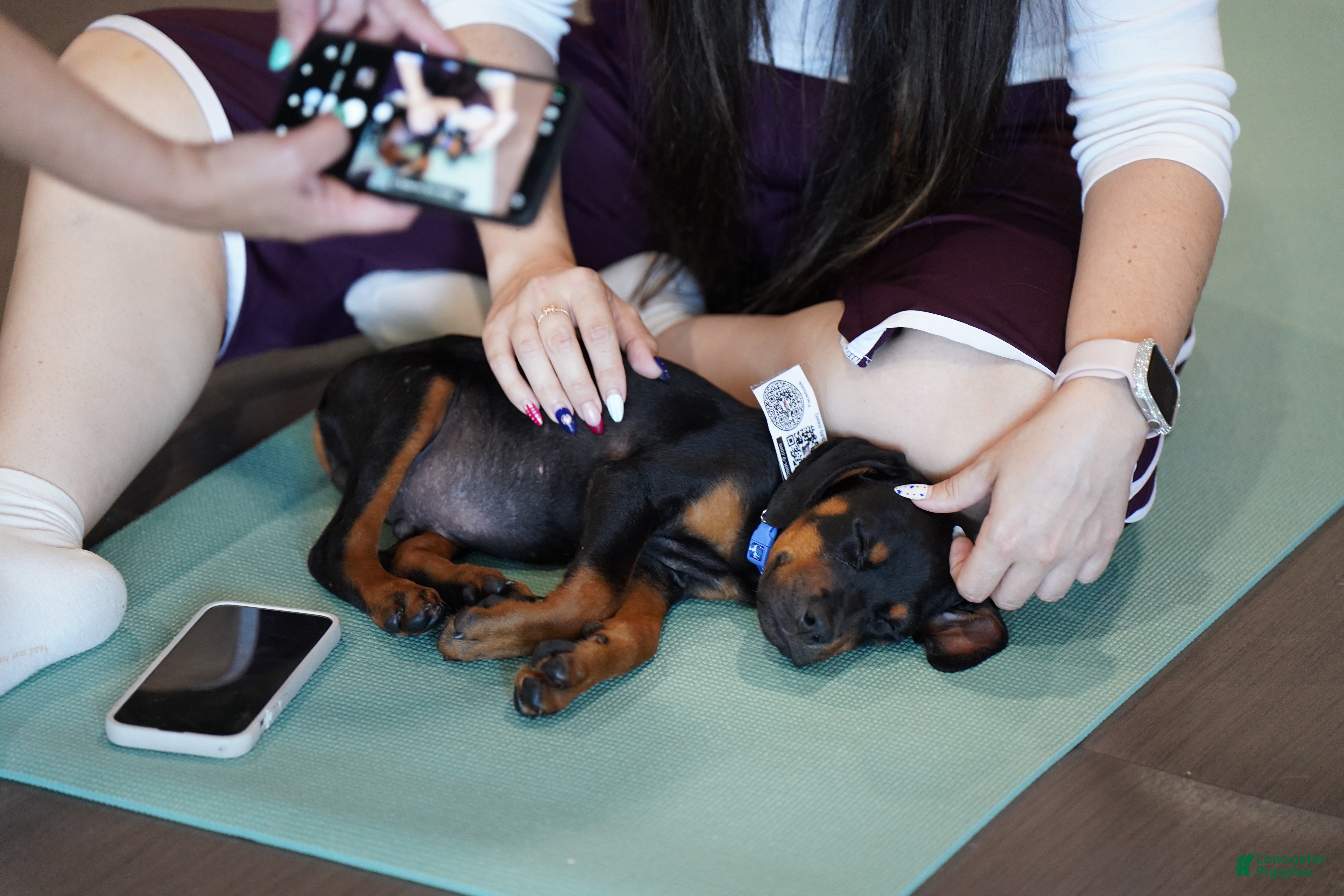 Rottweiler dogs Red Collar - Ad 29