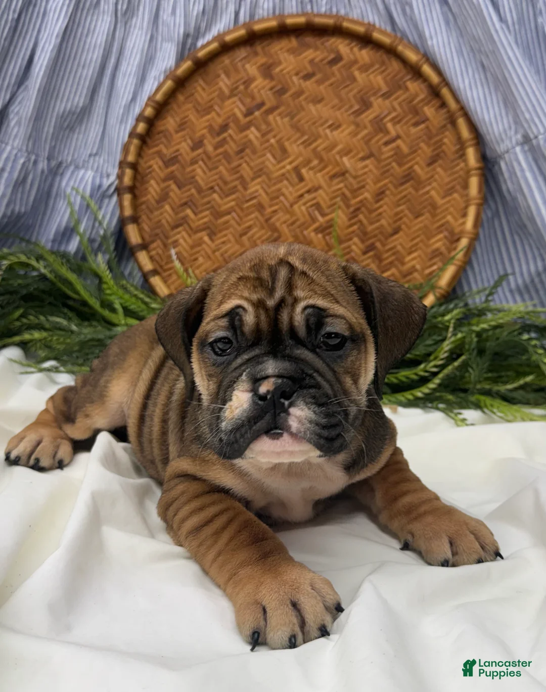 English Bulldog dogs for sale: Savannah - Ad 2
