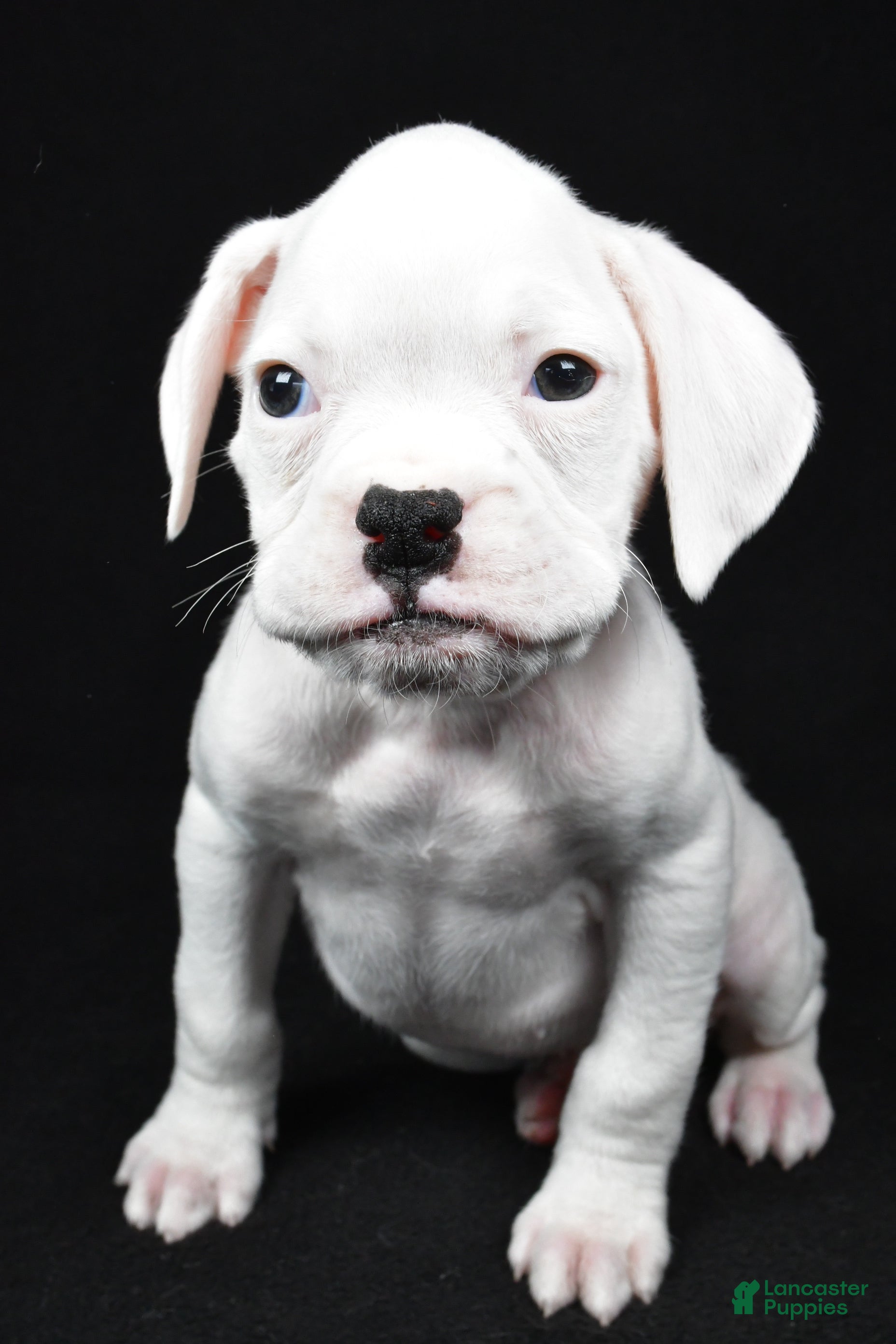 Boxer dogs Teddy - Ad 2