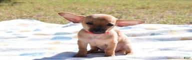 Chihuahua Puppy 1
