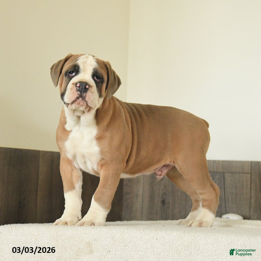 Olde English Bulldogge dogs Buster - Ad 2