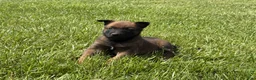 Belgian Malinois dogs for sale: Nashville - Ad 6