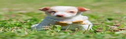 Chihuahua dogs for sale: Sushi AKC - Ad 8