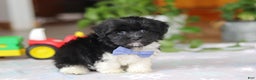 Havanese dogs for sale: Zach - Ad 5