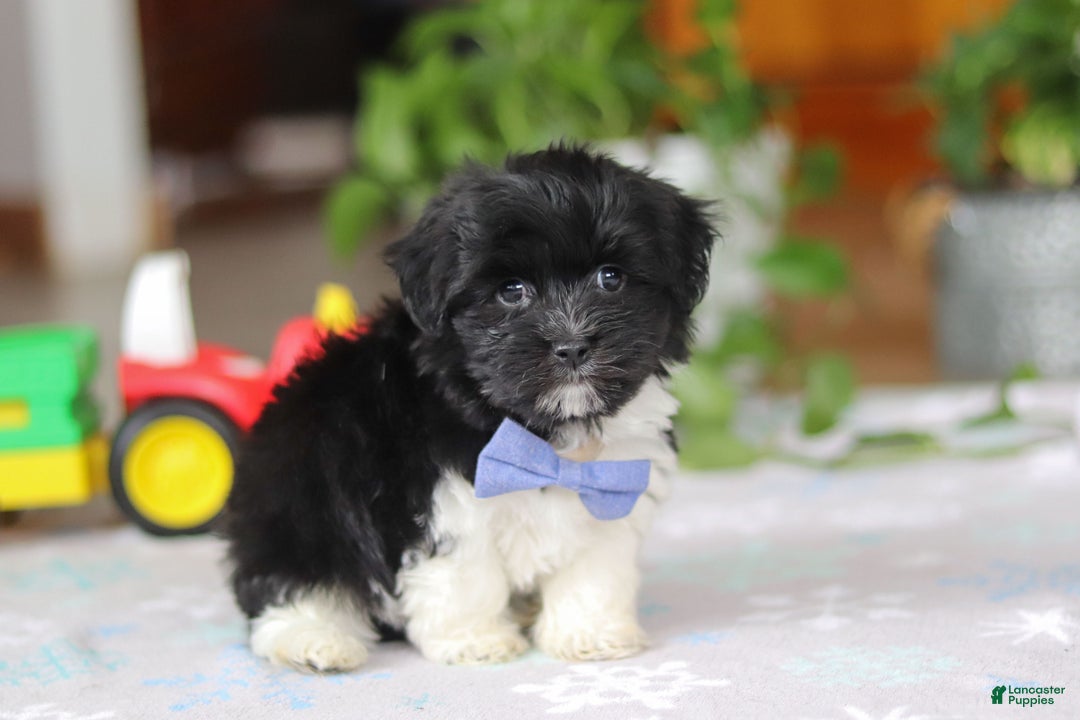 Havanese dogs for sale: Zach - Ad 5