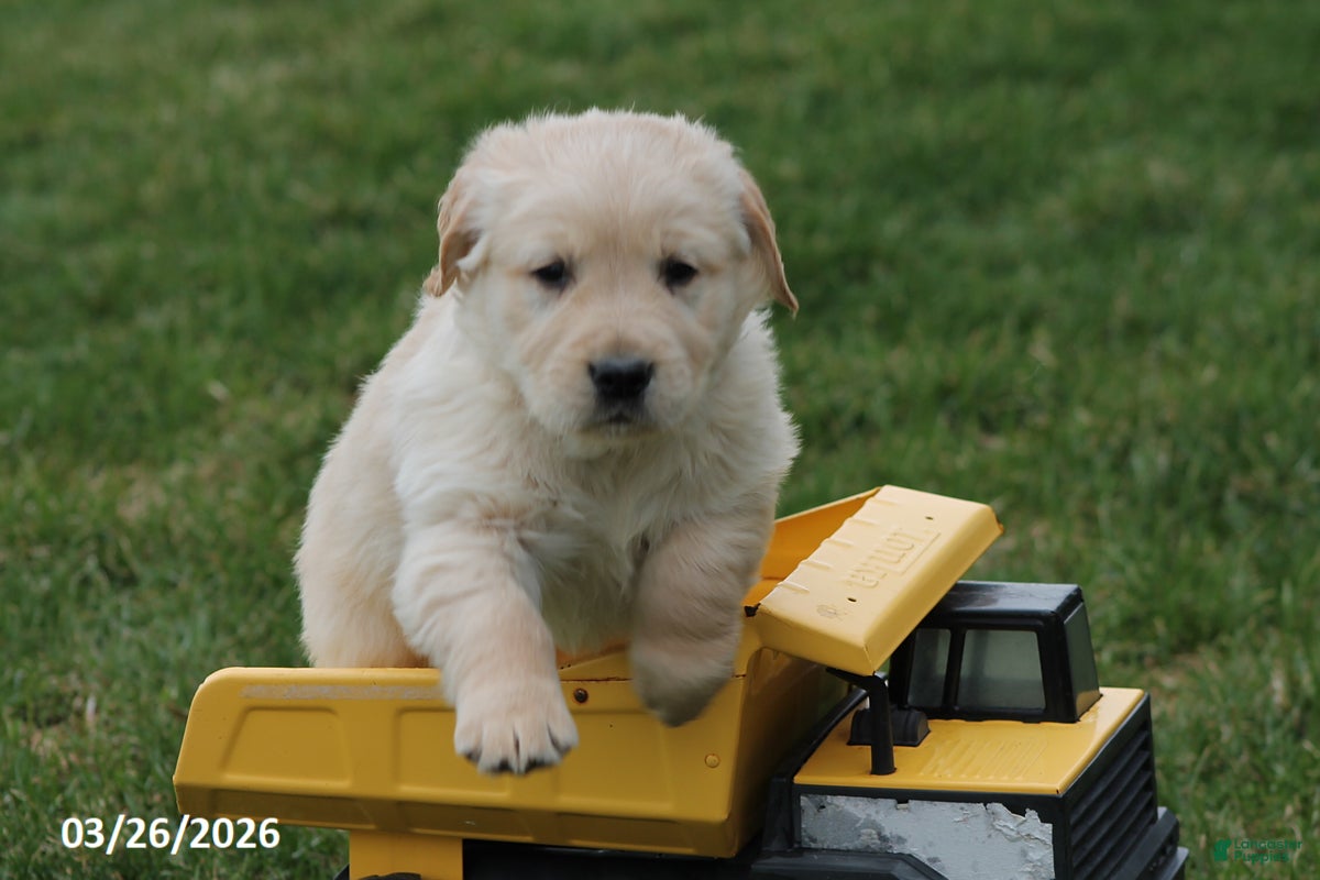Golden Retriever dogs Winchester - Ad 1