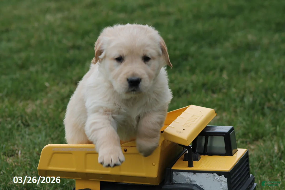 Golden Retriever dogs for sale: Winchester - Ad 1