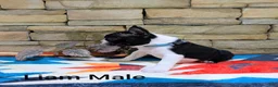 Boston Terrier dogs for sale: Liam Male - Ad 4