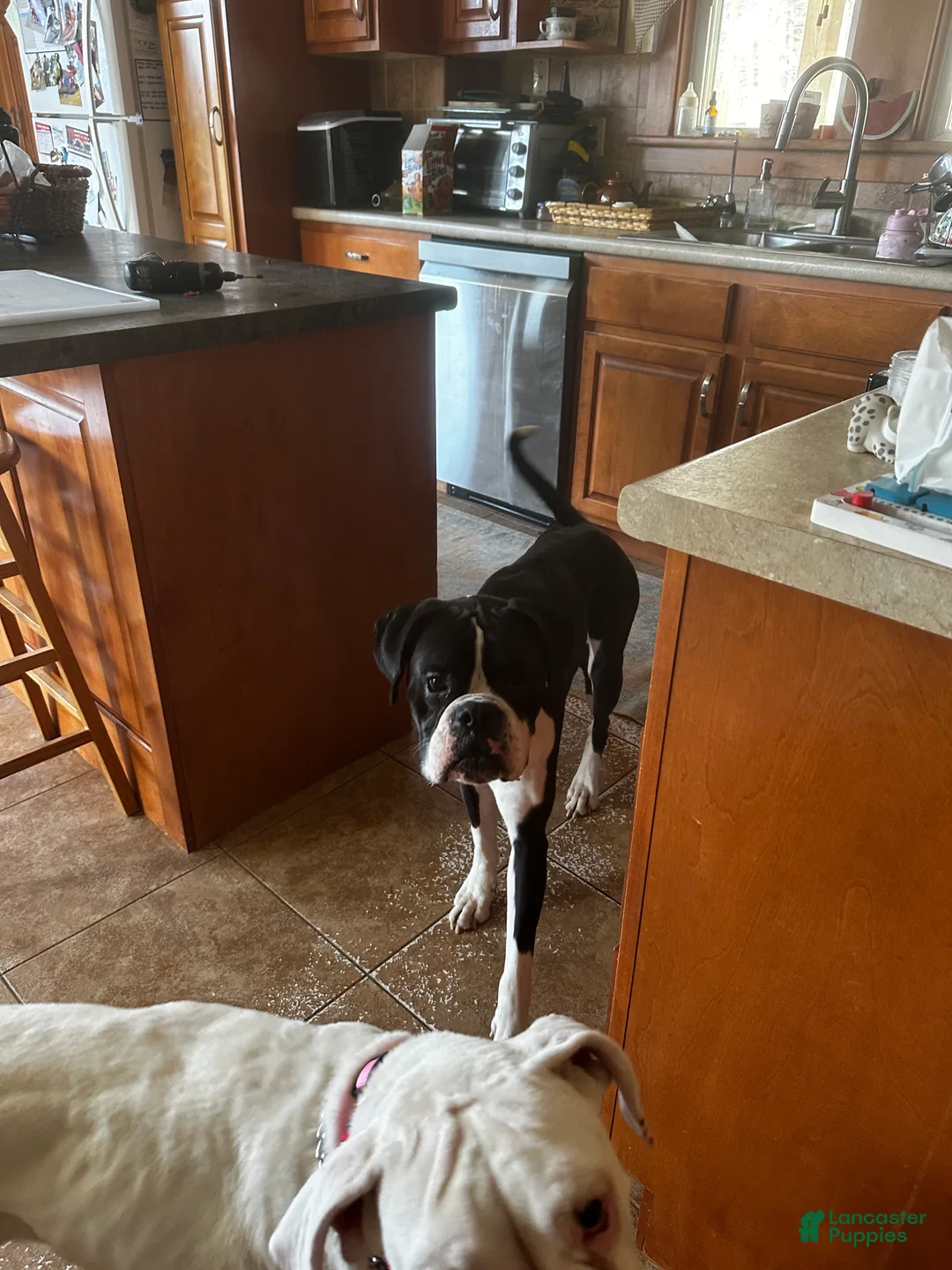Boxer dogs for sale: Snoopy  - Ad 2