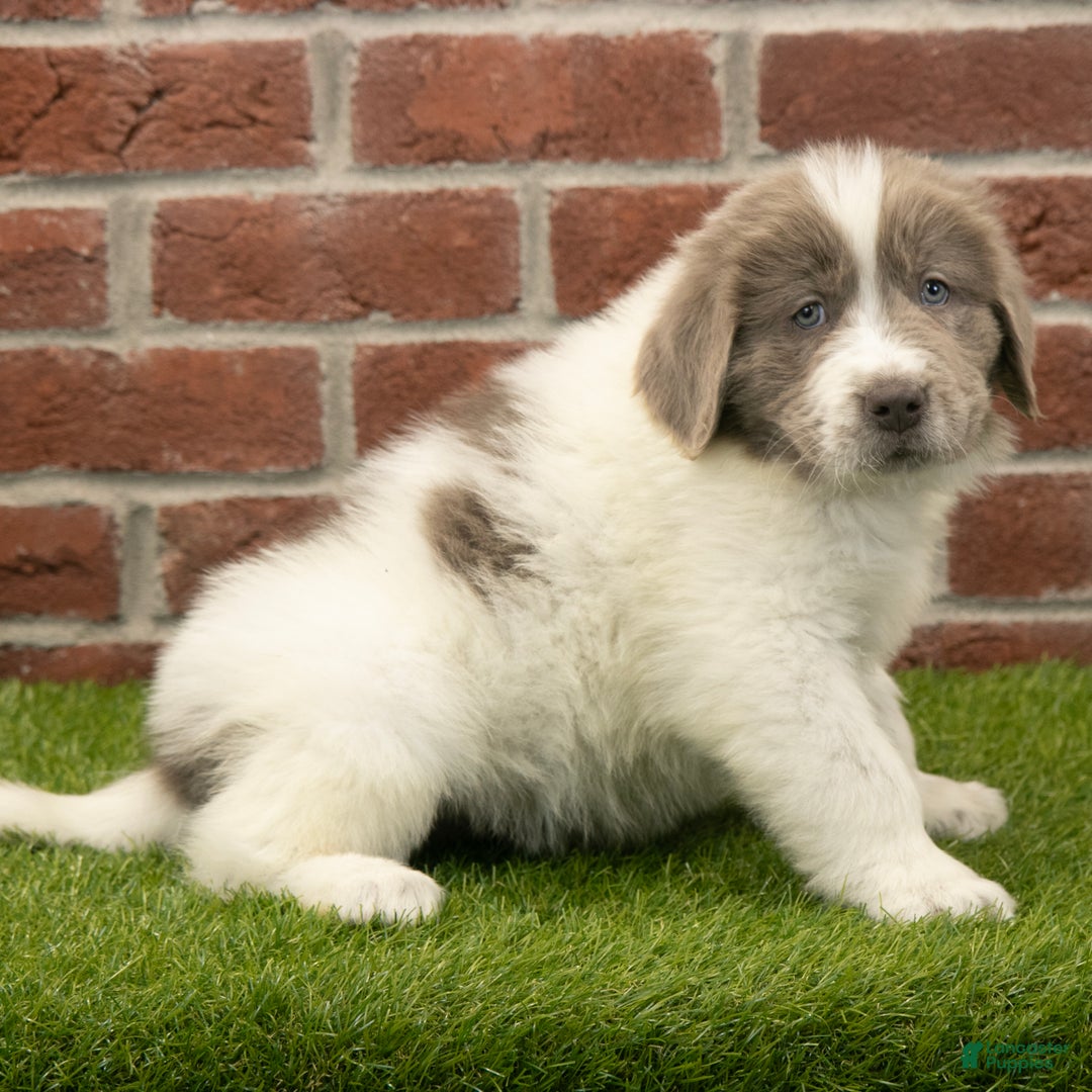 Newfoundland dogs for sale: Oakley - Ad 3