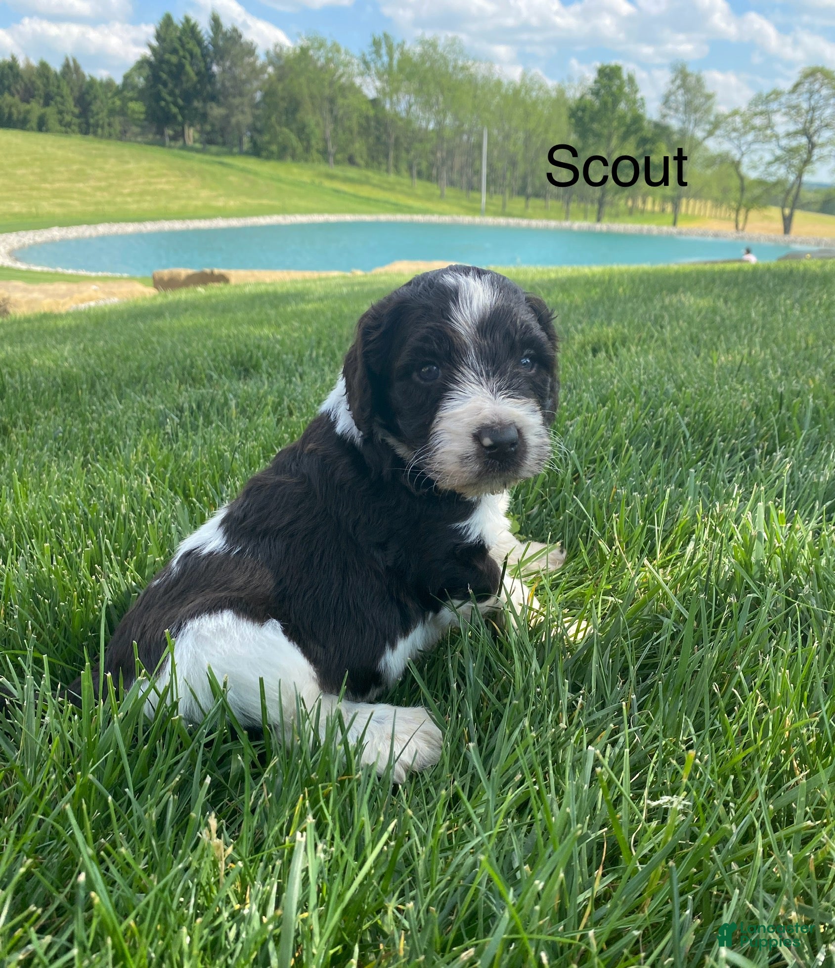 Labradoodle dogs F1bb Scout - Ad 1