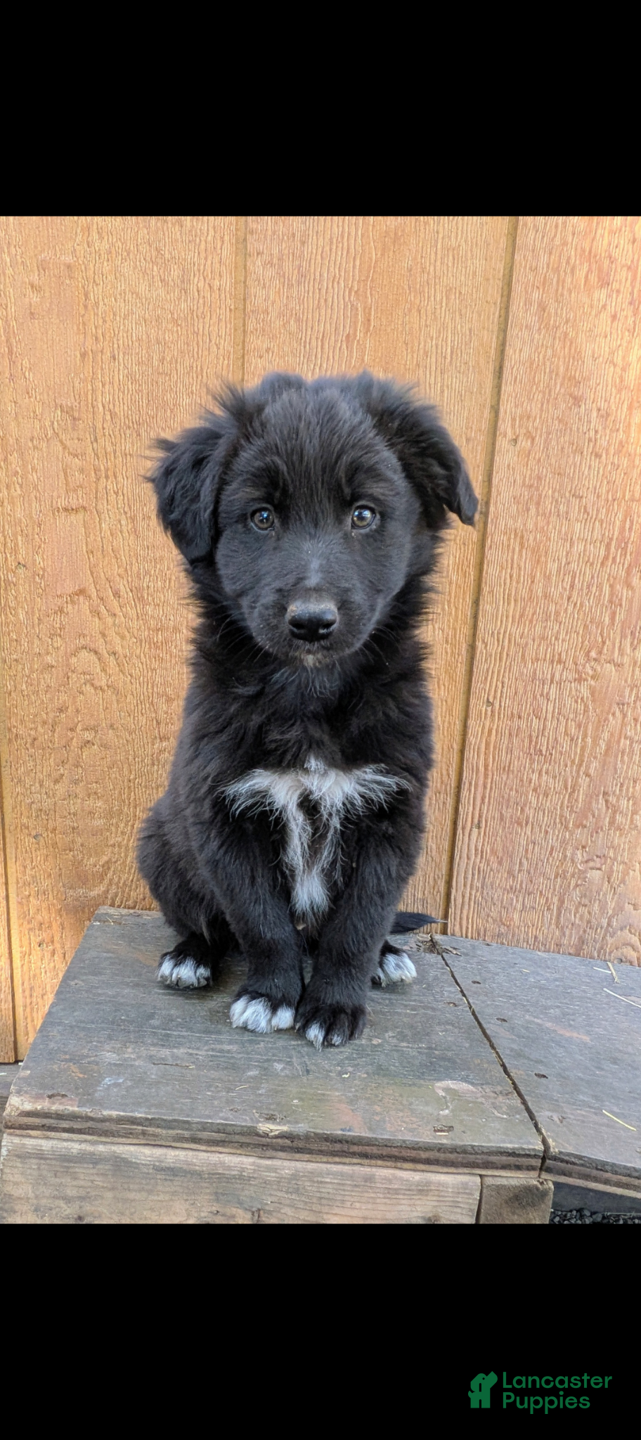 Mixed Breed dogs Mixed Breed Puppy 1 - Ad 37