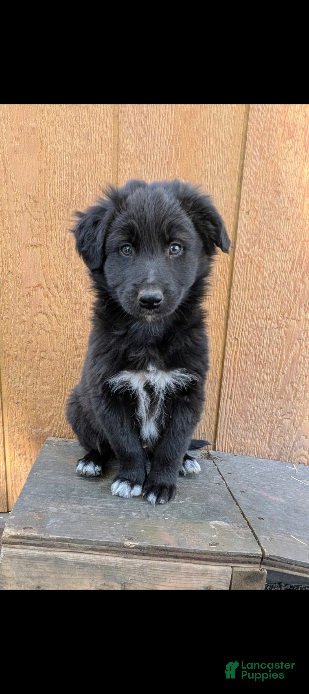 Mixed Breed dogs for sale: Mixed Breed Puppy 1 - Ad 1