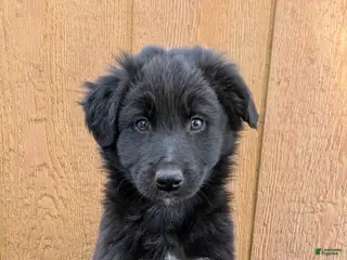 Mixed Breed dogs Mixed Breed Puppy 1 - Ad 37