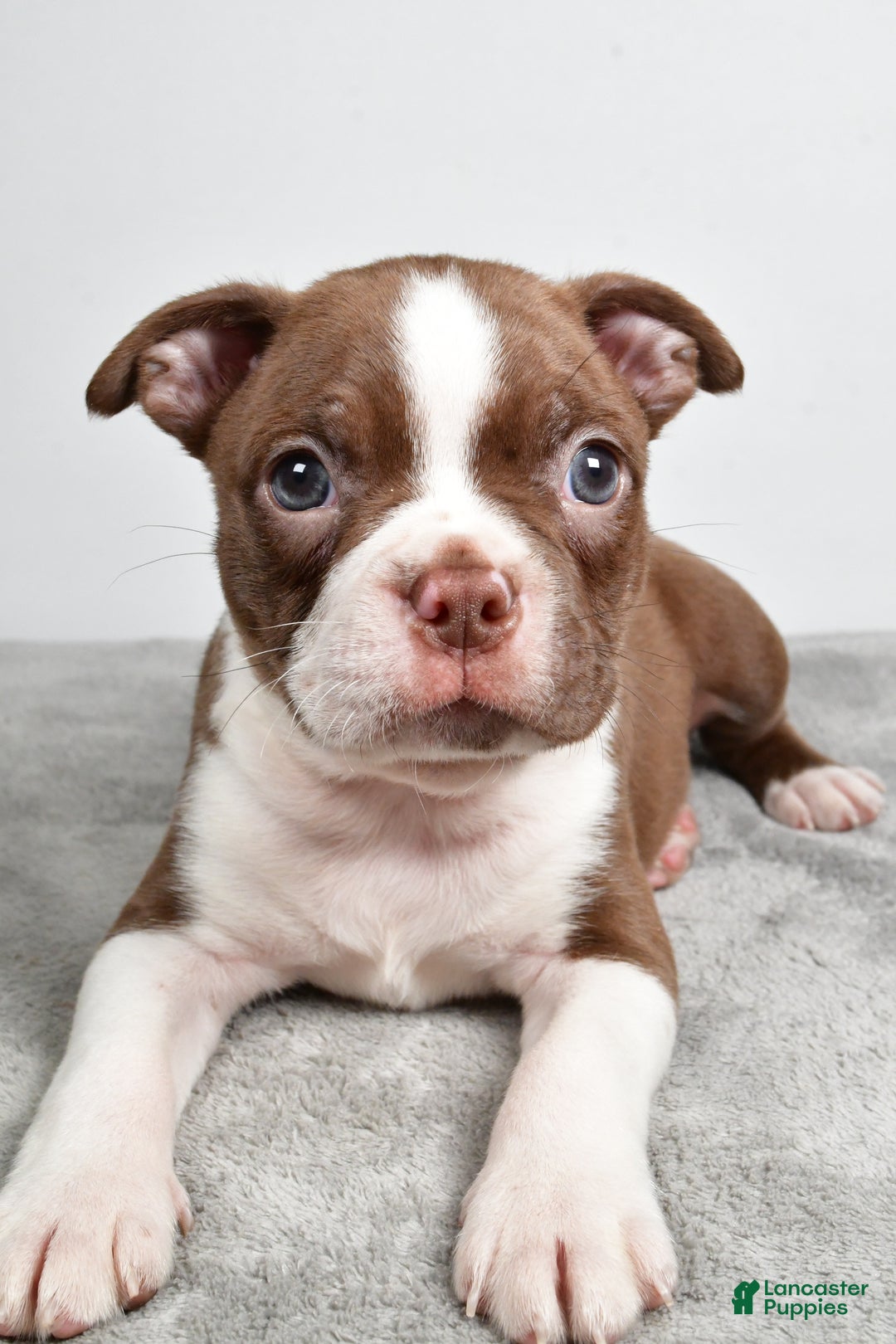 Boston Terrier dogs for sale: Jance - Ad 4