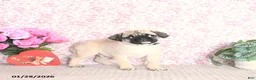 Pug dogs for sale: Lafredo - Ad 3