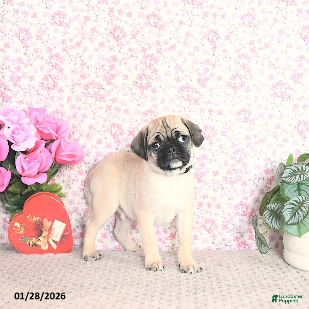 Pug dogs for sale: Lafredo - Ad 3