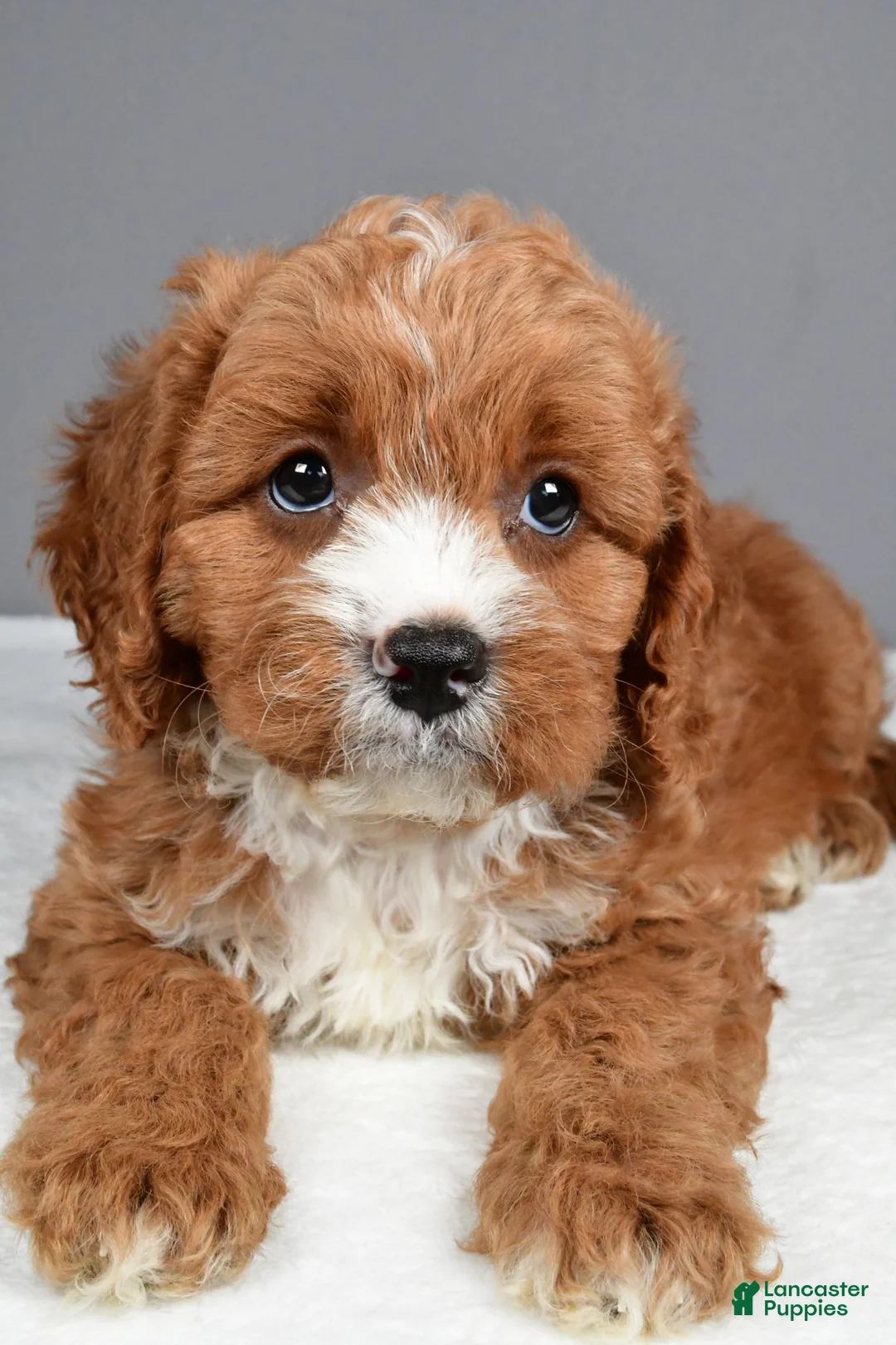 Cavapoo dogs for sale: Elvis - Ad 1