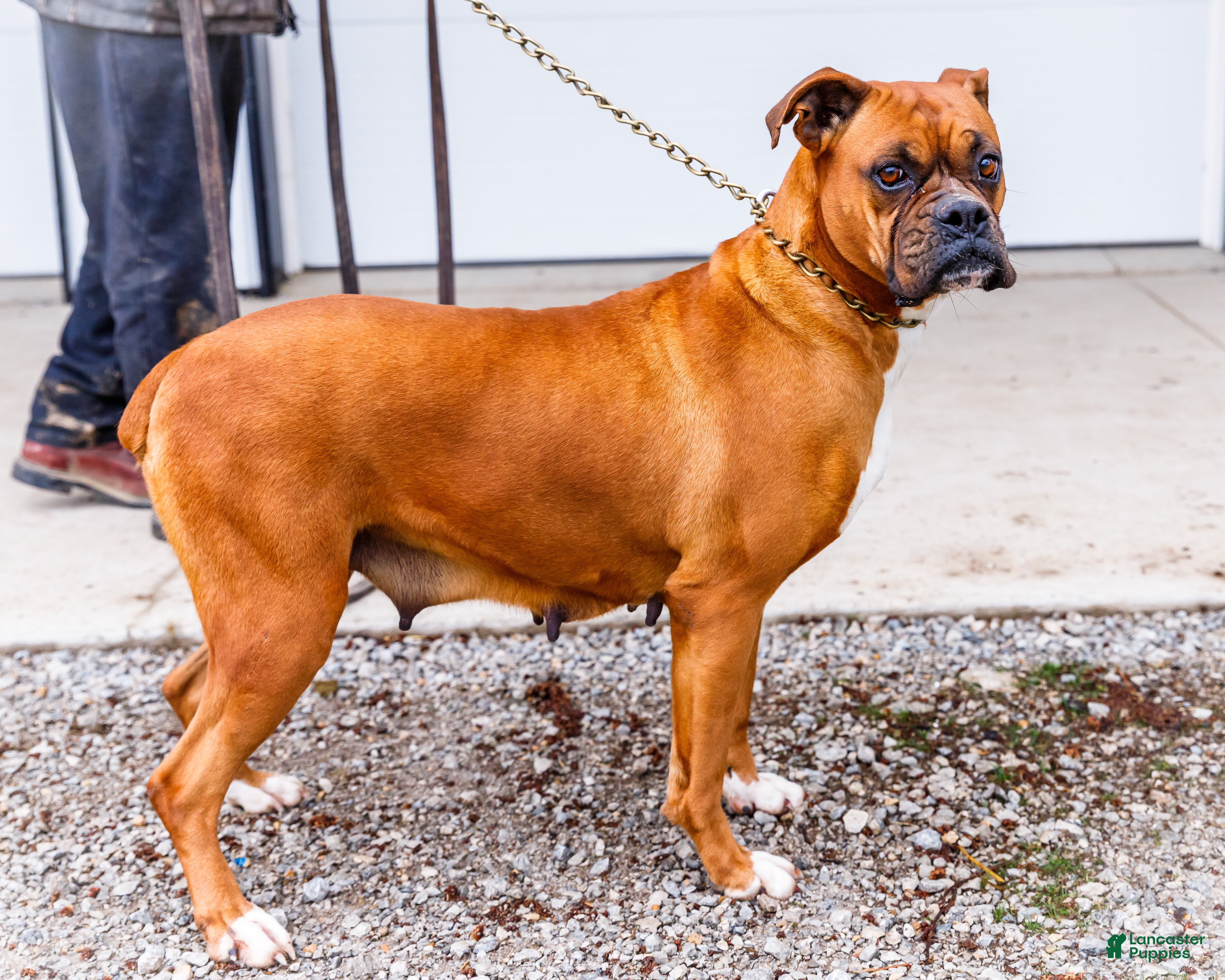 Boxer dogs Seneca - Ad 2