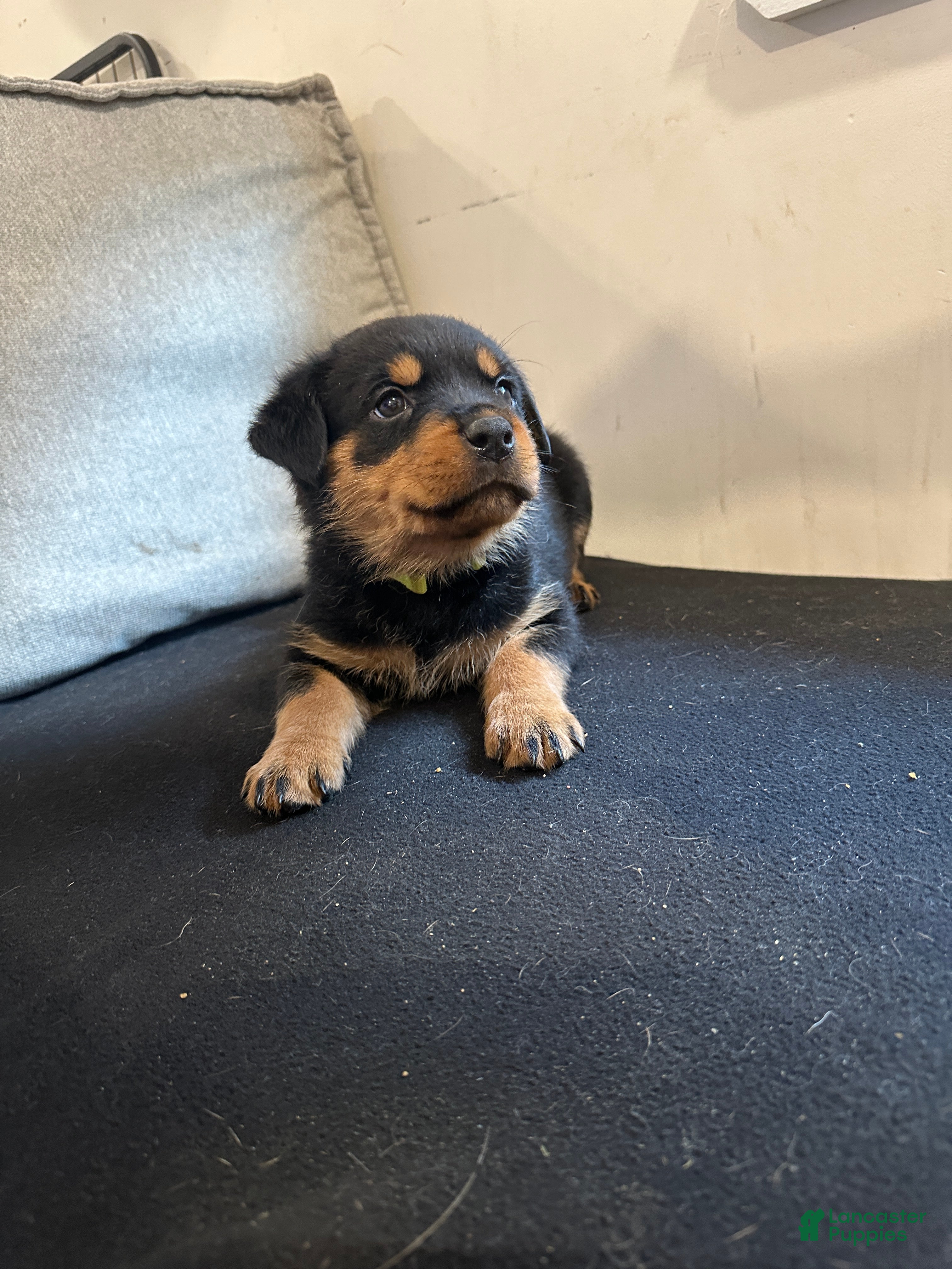 Rottweiler dogs Angel - Ad 21