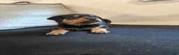 Rottweiler dogs for sale: Angel - Ad 1