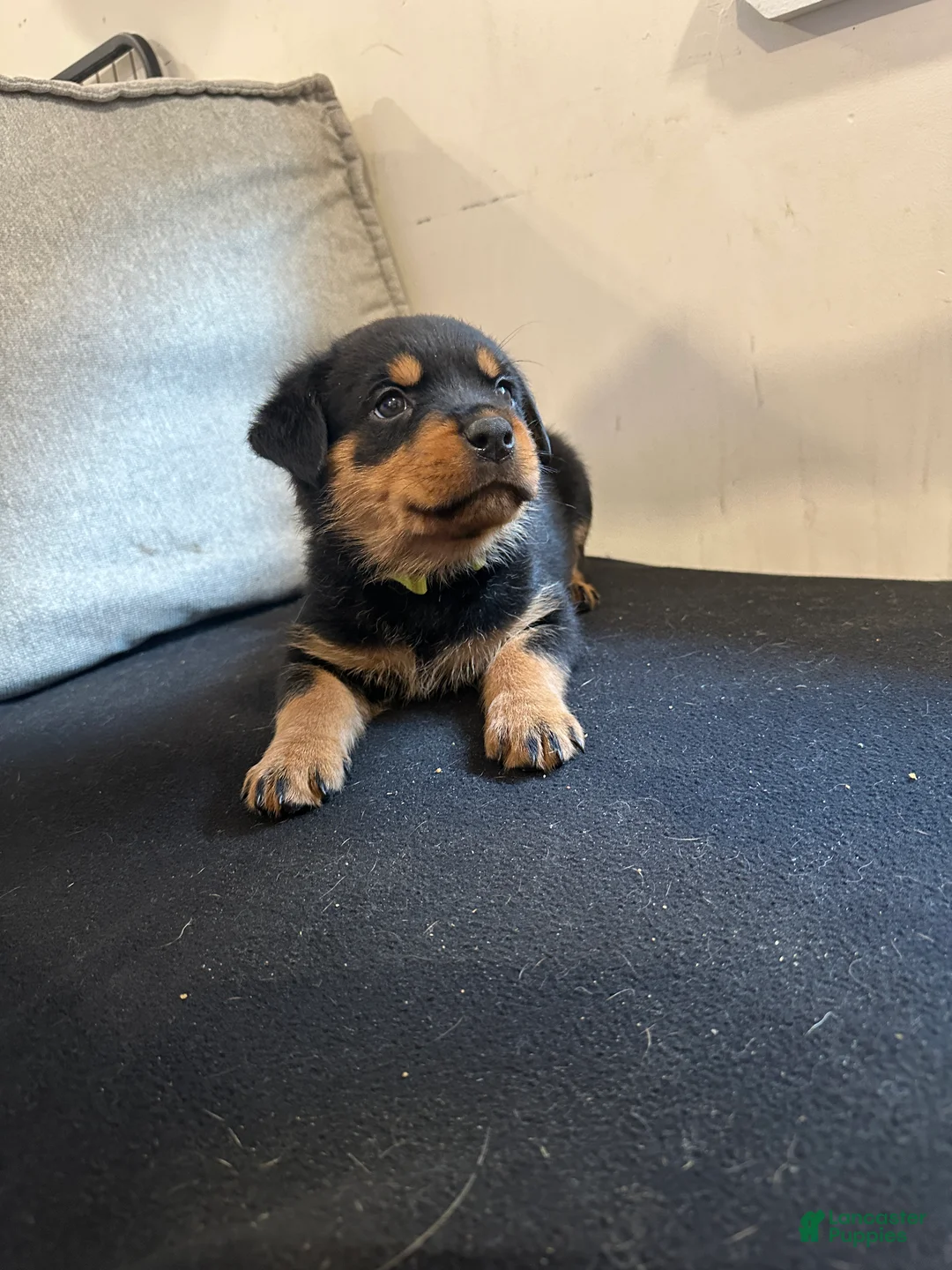 Rottweiler dogs for sale: Angel - Ad 1