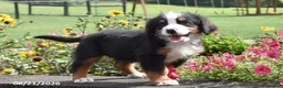 Bernese Mountain Dog dogs for sale: Major - Ad 2