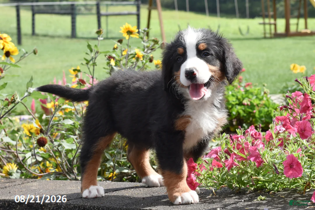 Bernese Mountain Dog dogs for sale: Major - Ad 2