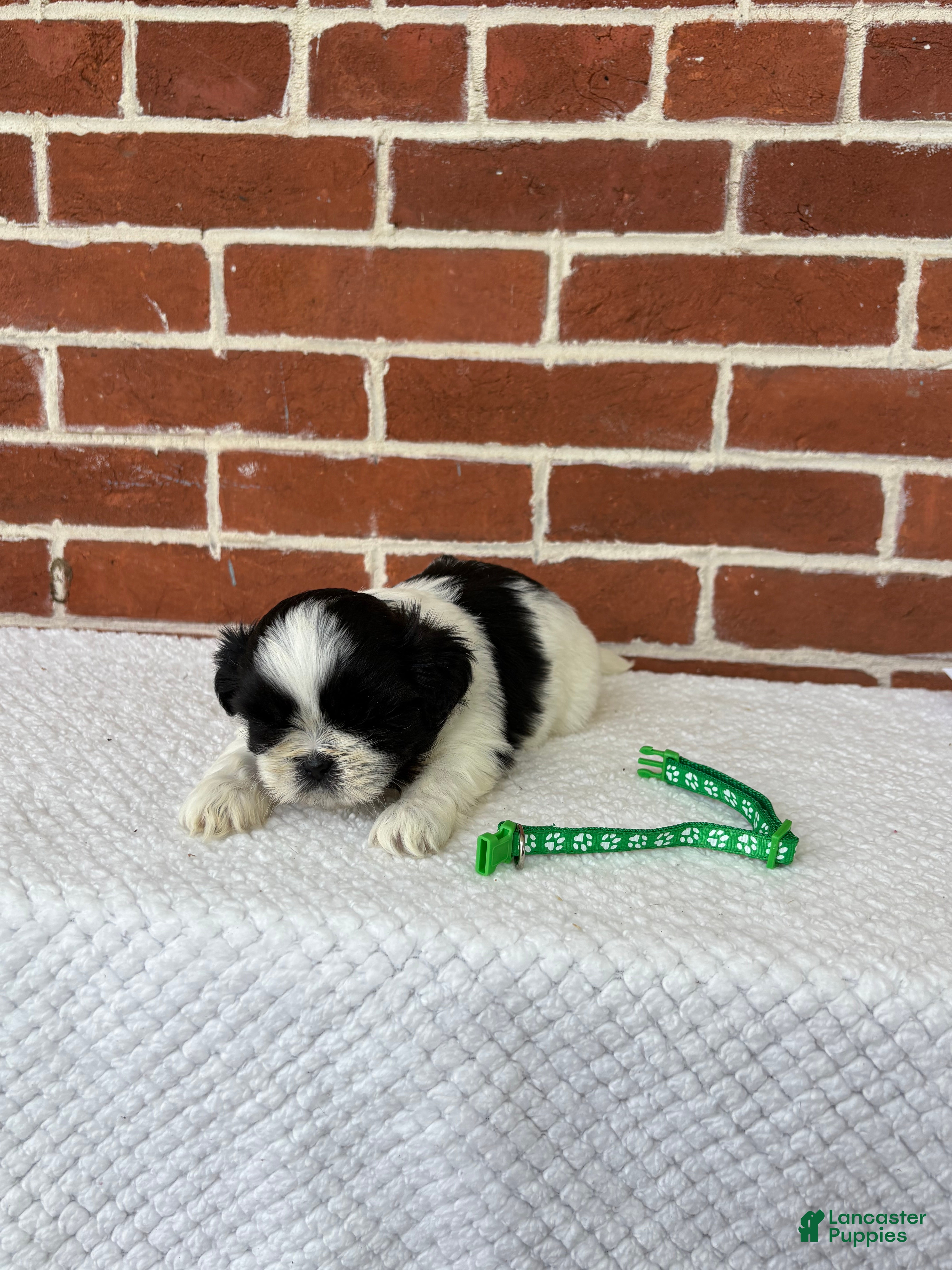 Shih Tzu dogs for sale: Louie - Ad 6