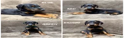 Doberman Pinscher dogs for sale: Lyra - Ad 10