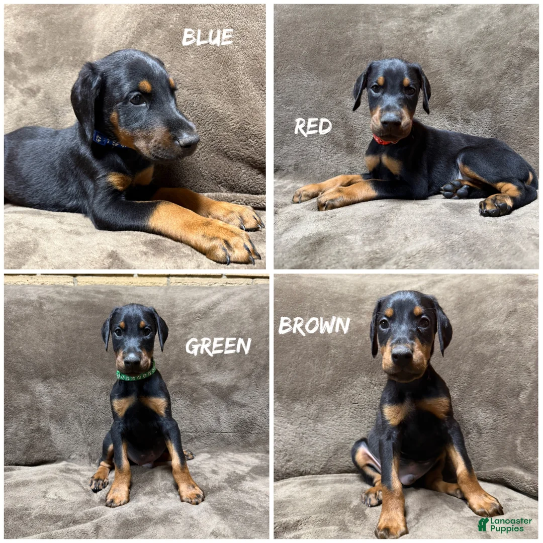Doberman Pinscher dogs for sale: Lyra - Ad 10