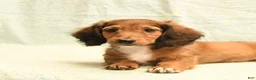 Dachshund dogs for sale: Fred - Ad 3