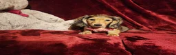 Miniature Dachshund dogs for sale: HONEY  - Ad 2