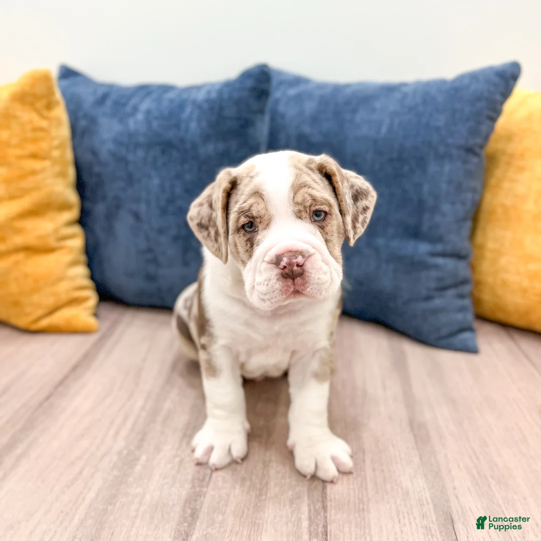 Beabull dogs for sale: Parker - Ad 4