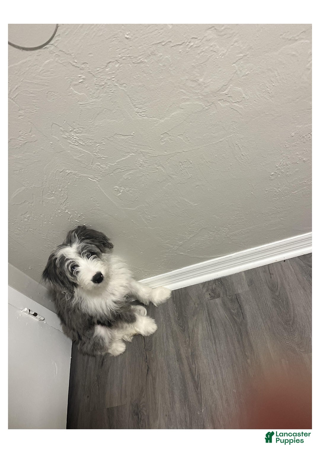 Mini Aussiedoodle dogs for sale: Mini Aussiedoodle Puppy 1 - Ad 6