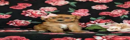 Shorkie dogs for sale: Melody Hypoallergenic - Ad 3