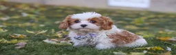Cavapoo dogs for sale: Alice - Ad 5