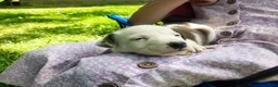 Mixed Breed dogs for sale: Mixed Breed Puppy 3 - Ad 9